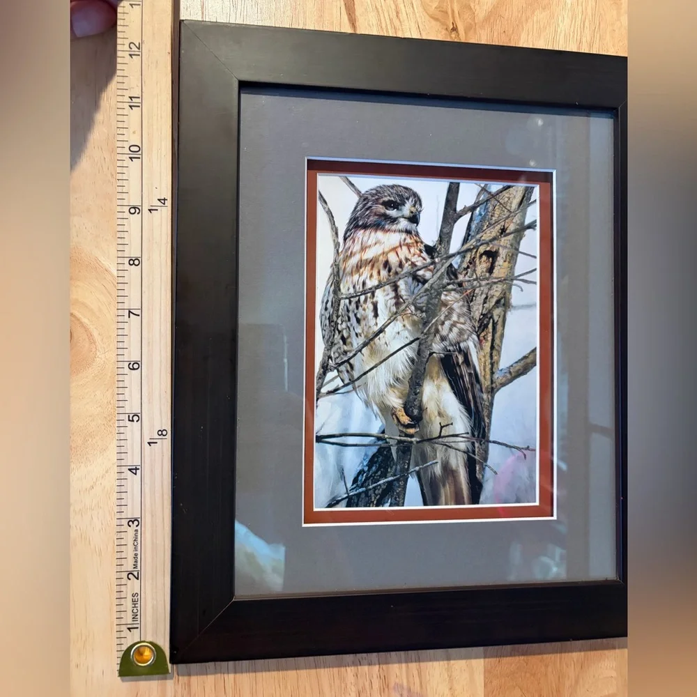 Red Tail Hawk on a Limb Double Mat Framed Art Print Size 12”x10” Nature Wildlife - Picture 3 of 6